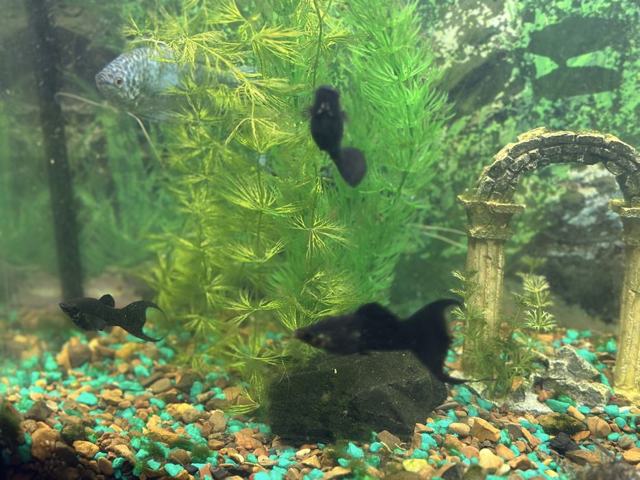 Аквариум большой на 60 литров