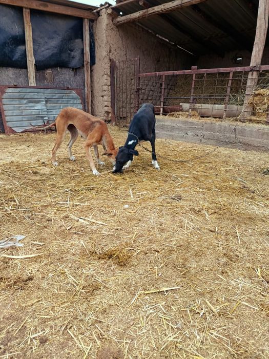 грей.    сатылад