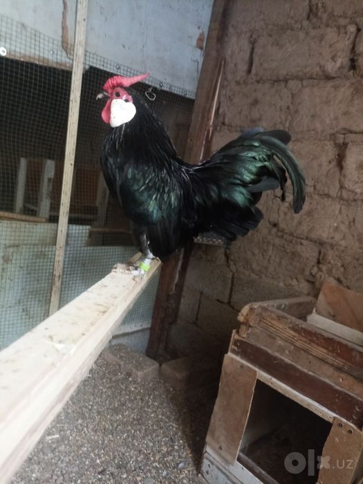 Bantam sotiladi      .