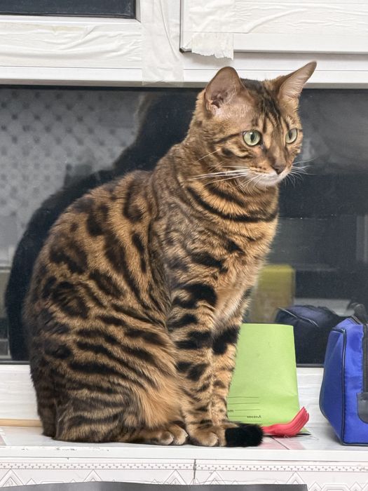 Бенгальская кошка