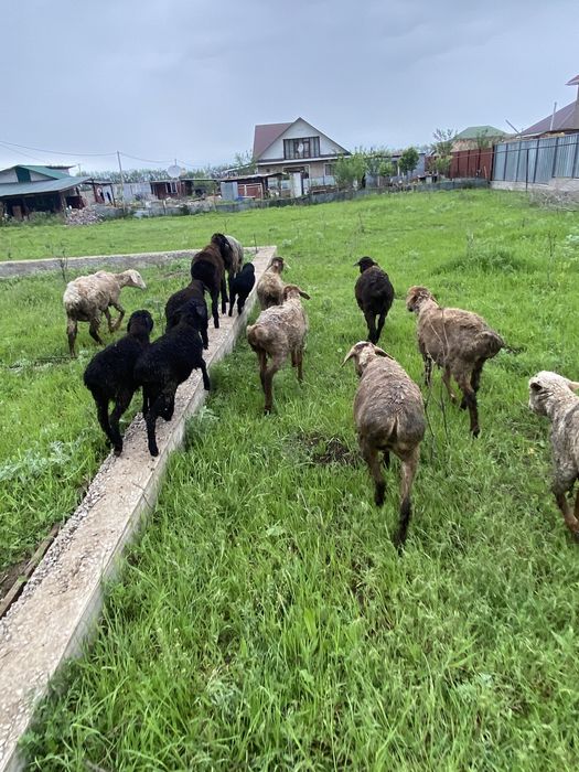 Продам баранов.