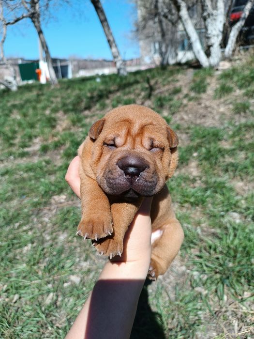 Щенки шарпей продажа