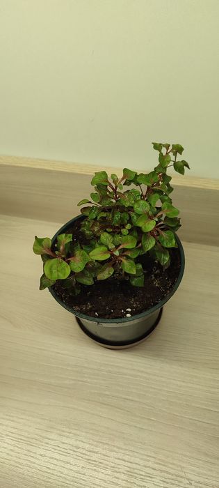 Коллизия ползучая