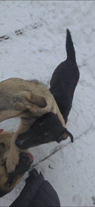 Щенки в добрые руки