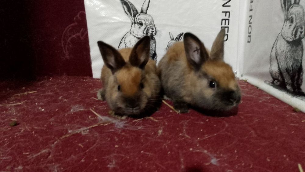 Sifatli va toza zotli quyonlar arzon narxlarda sotuvda!