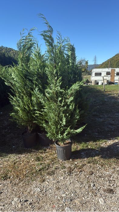 Leylandi 100 lei 230 cm