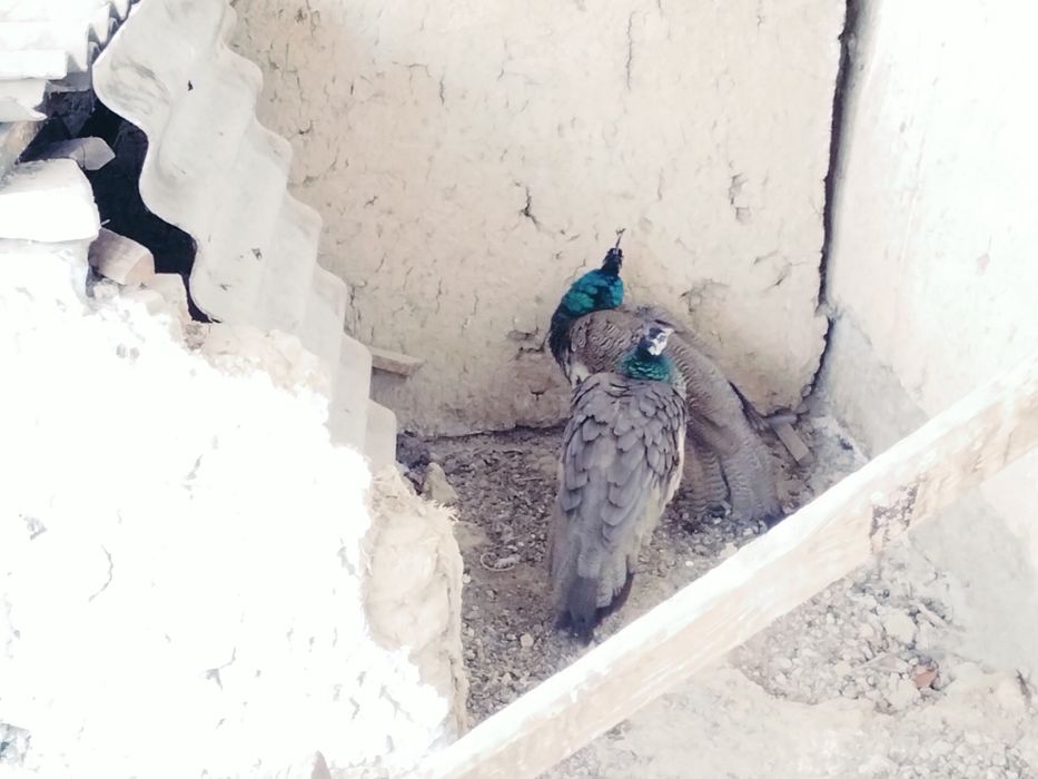 Палинь 2 месецны