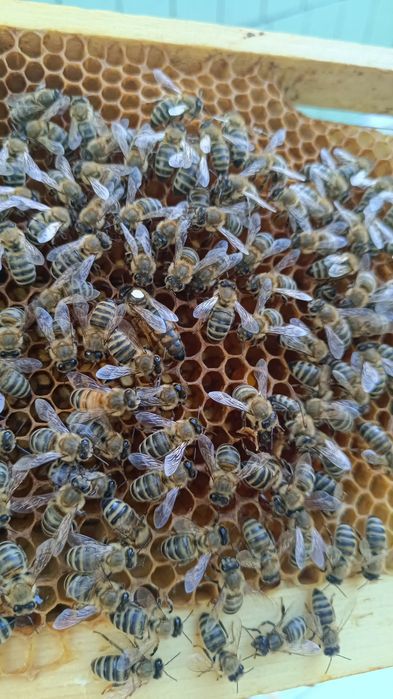 Matci Carnica F1 Linia Perner,Regine imperecheate