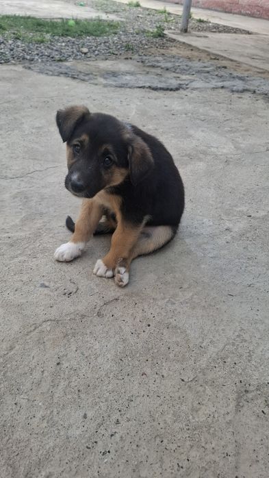 Ovcharka bolalari sotiladi