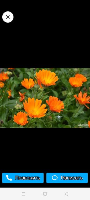 Семена календулы (ноготки)