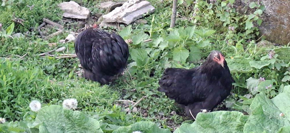 Vând cochinchina pitic