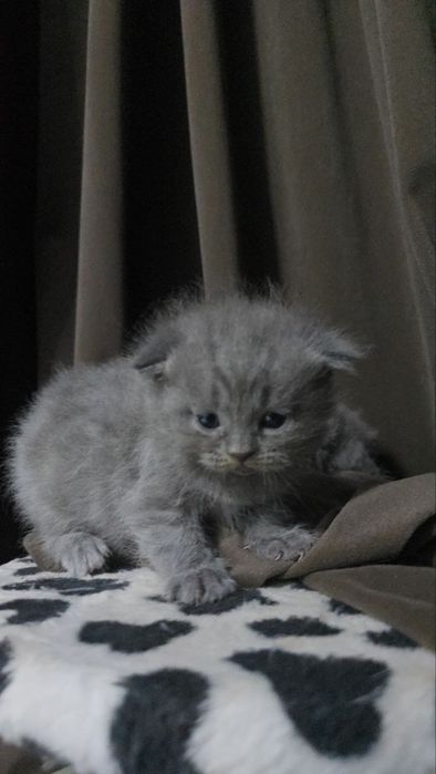 Породистые котята 5шт