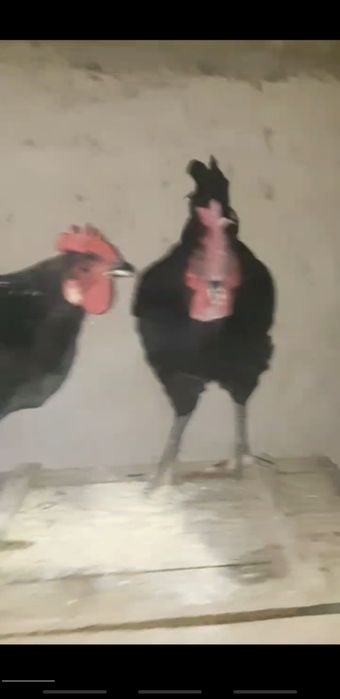 Qora shahzoda xo'rozlari