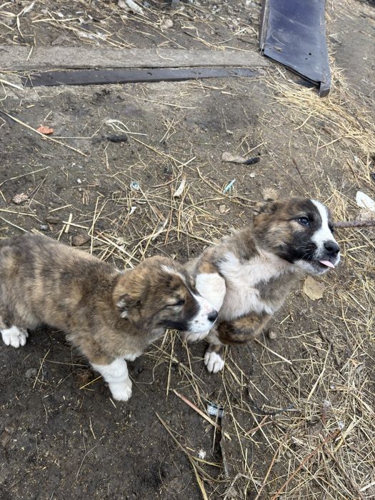 Продаю щенков алабая два месяца