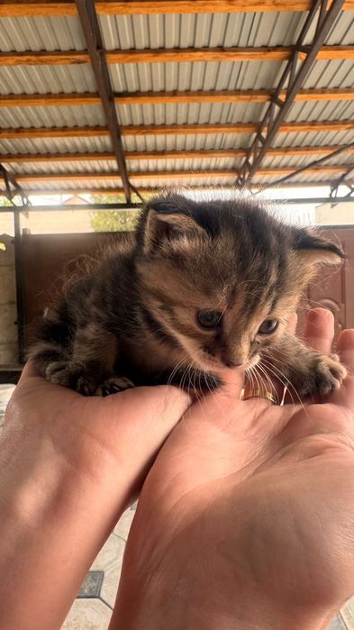 Отдам котят Конаев