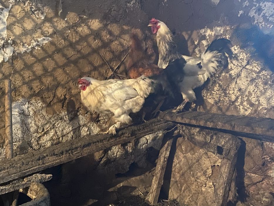 Петухи —-молодые