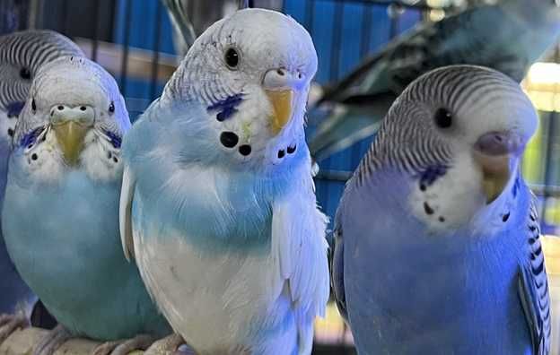 ПОПУГАЙ, КЛЕТКИ, корм, витамины, домашняя птица