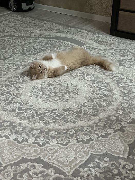 Отдам кота в добрые руки