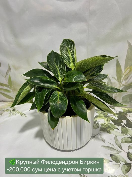 Красивые Орхидеи