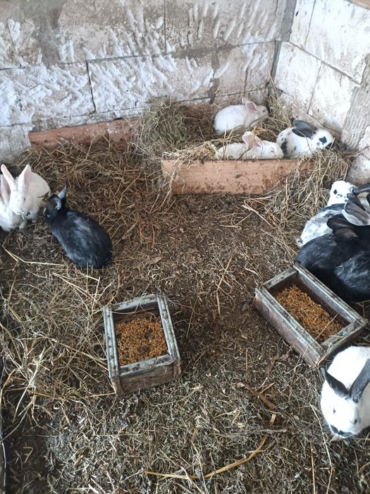 Iepuri la alegere diferita vârstă și rasa