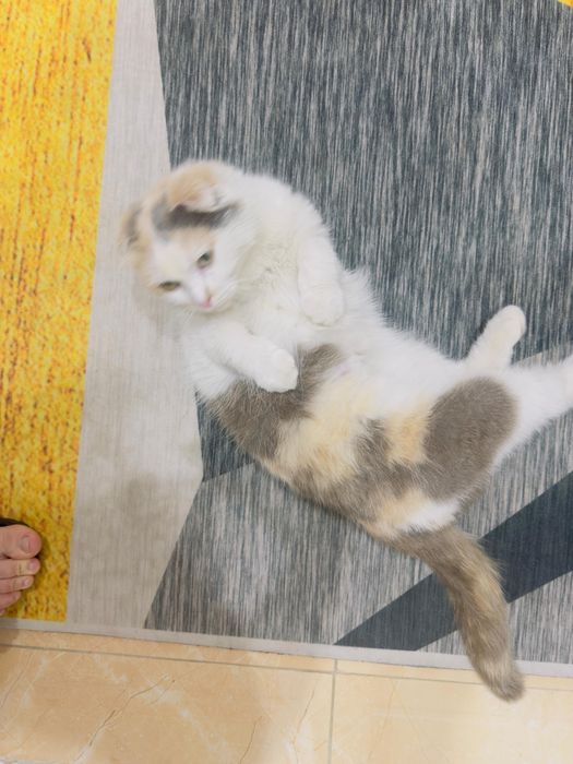 Вислоушка ищет дом!