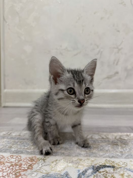 Котенок/ Хороший,послушный