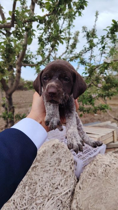 Курцхаар ұрғашы 1 штук