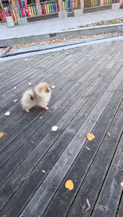 Померан Момичета с Родословие FCI