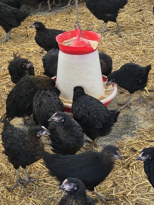 Puicuțe Moravia 16 săptămâni