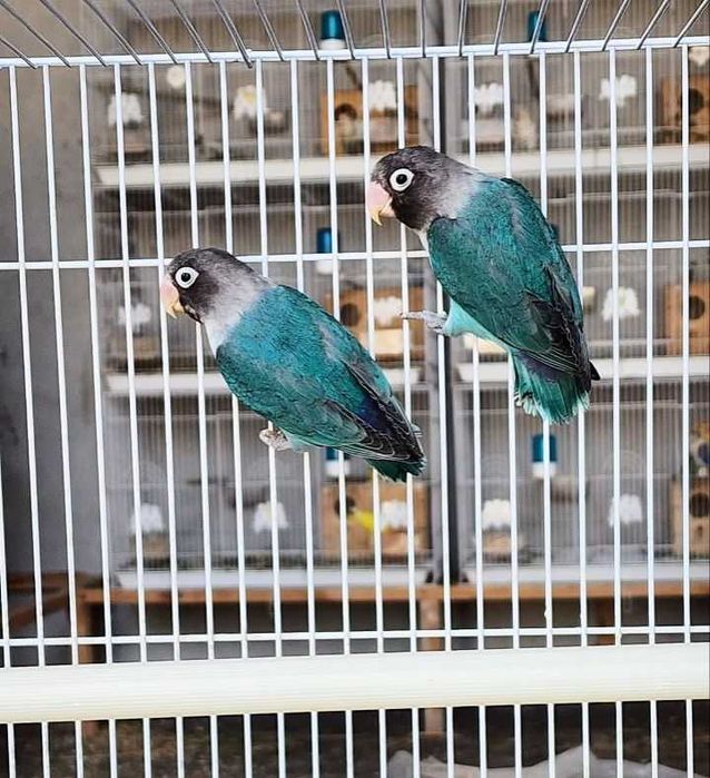 Papugay Opaline Nerazluchka Попугай