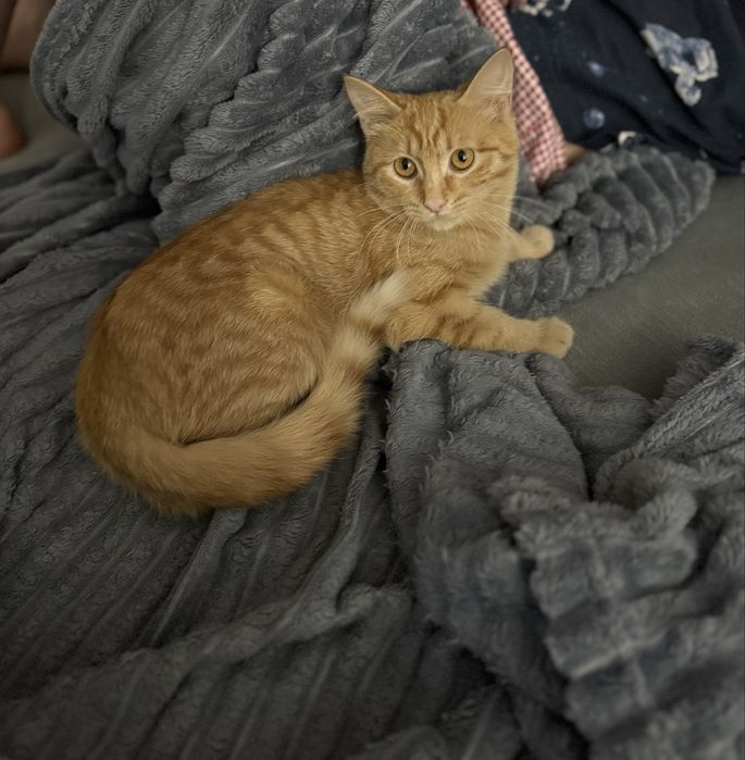 Отдам кошечку в добрые руки