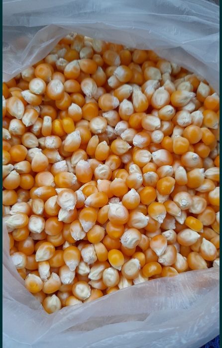 продам Американский попкорн