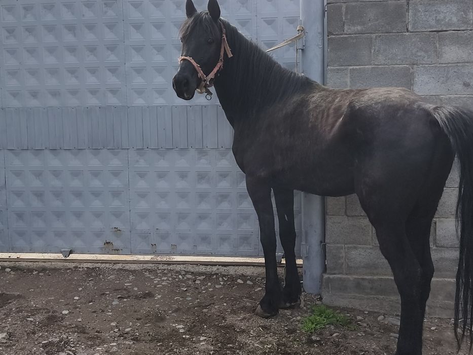 Айгыр. Жеребец 7 лет.