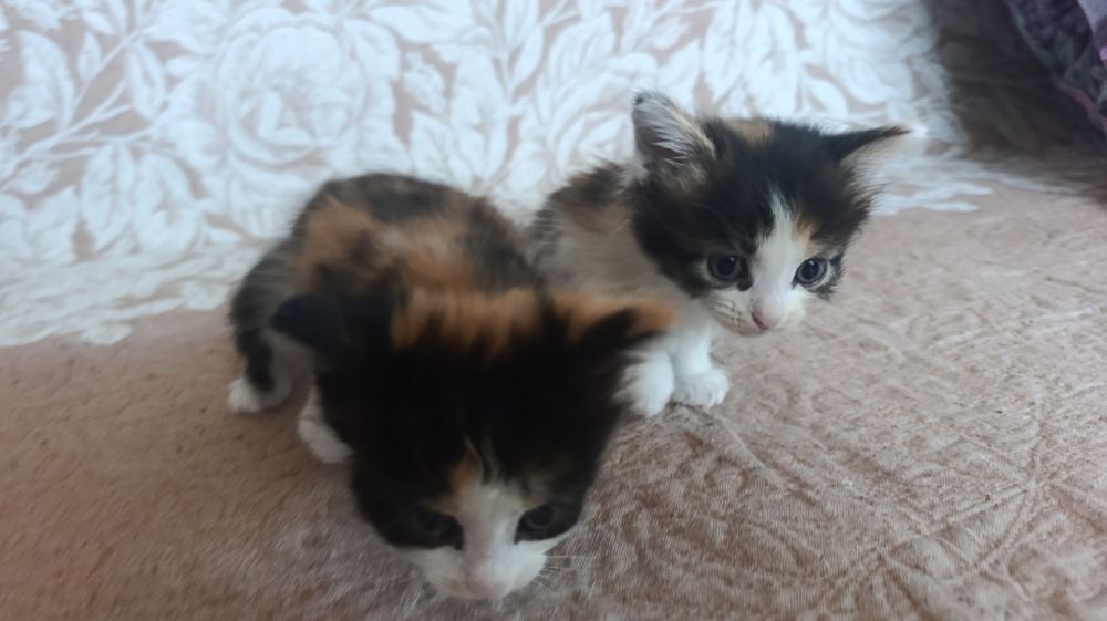 Отдам котят в добрые руки