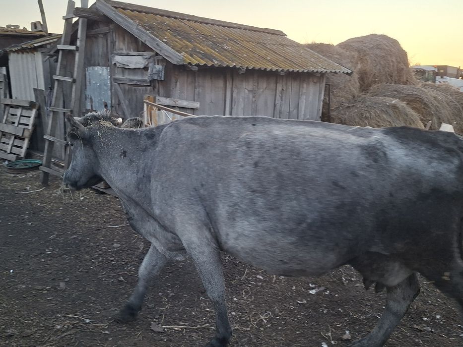 Продам  дойных коров