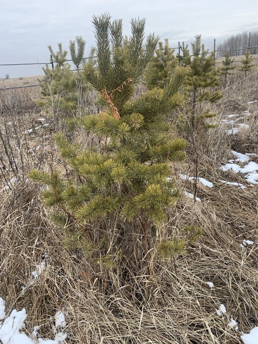 Сосна обыкновенная , продам