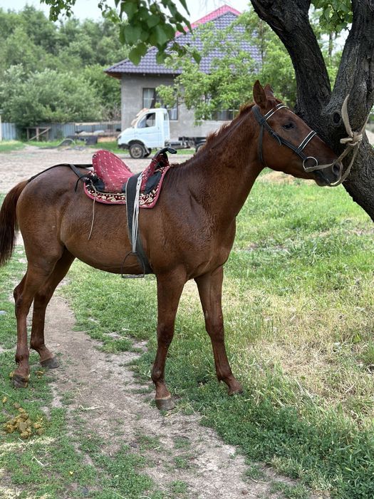 Донен сатылад          .