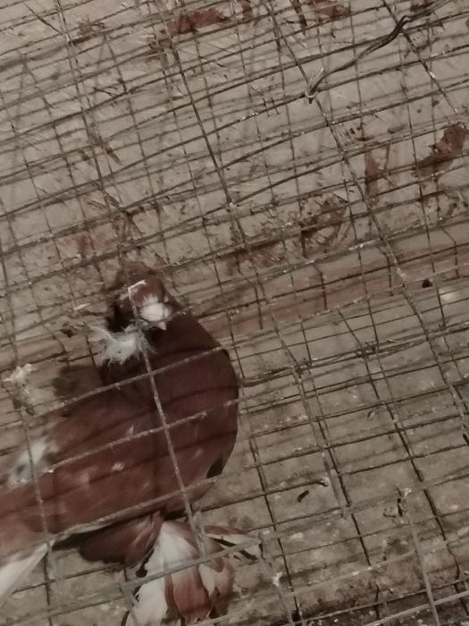 Продам голубку чинка.