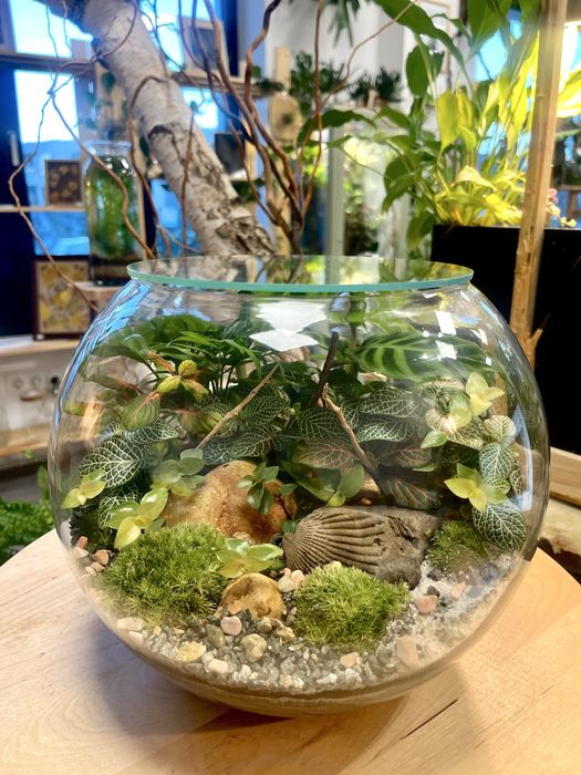 Мини терариуми с живи растения, екосистема в буркан
