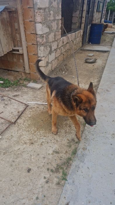 немецкая овчарка