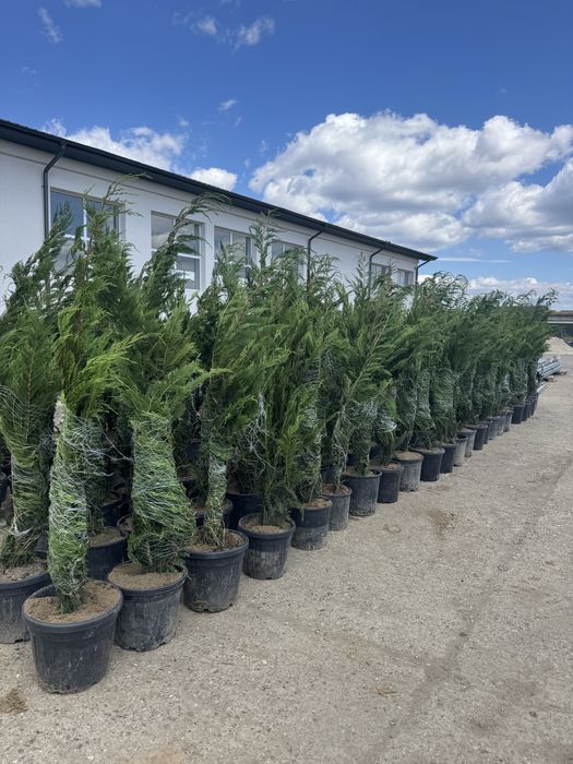 Leylandi frumosi la ghiveci