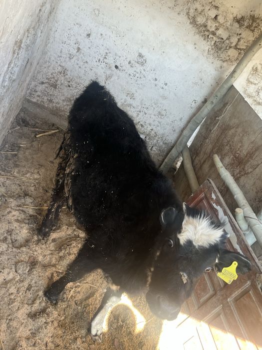 Баспақ екеуі бірге сатылады.