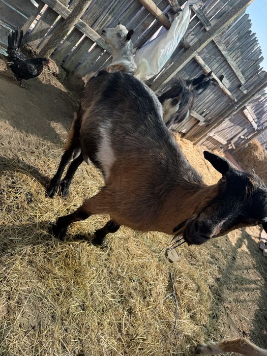Vand capra sau ofer la schimb cu alte animale