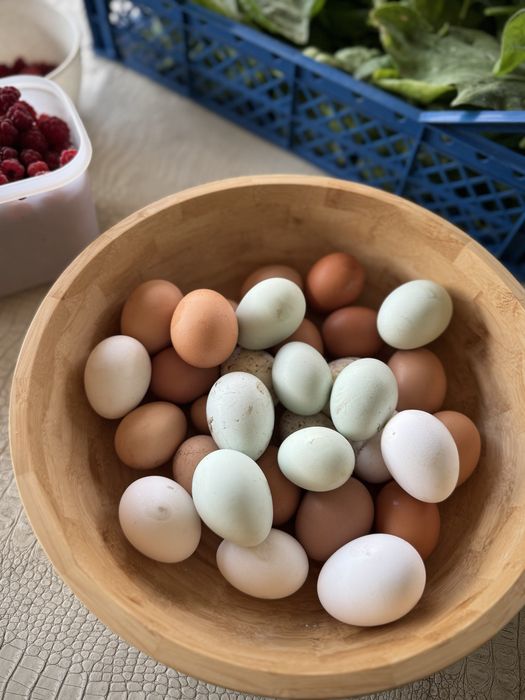 Продам домашние яйца