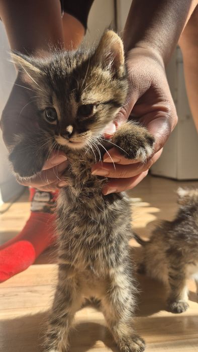 Отдам котят в добрые руки