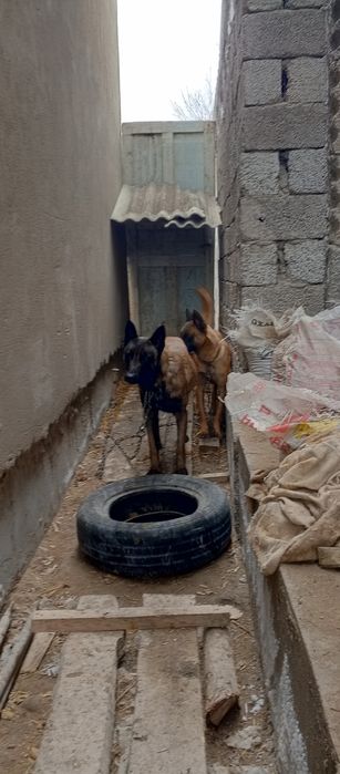 Malinua sotiladi urgʻochi