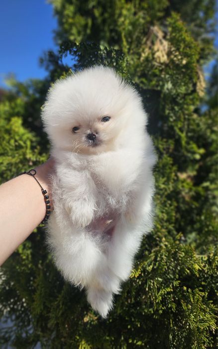 Померан  Померан