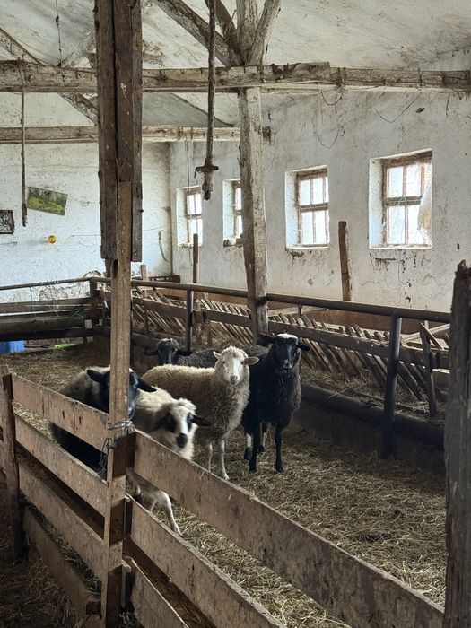 Стадо овце- дават се във купа