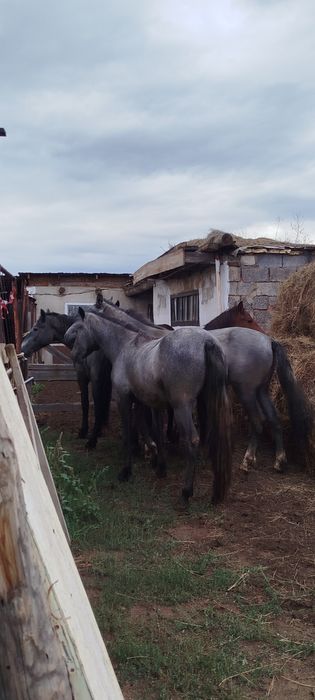 Продам лошадей с откорма 9 голов.