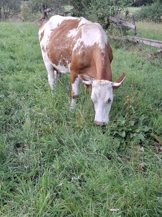 Vacă și junică gestante